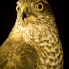 Sparrowhak Portrait, Sperber